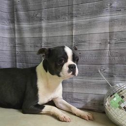 Charlie - Boston Terrier