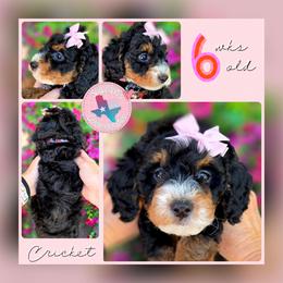 Cricket Pink - Tri-color female Bernedoodle puppy in Vernon, Texas from Sugarland's Texas Goldendoodles