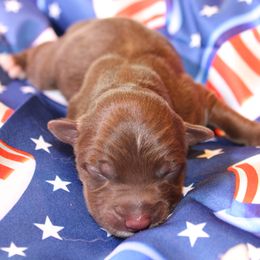 Australian Shepherd puppies from Jak Se Auss