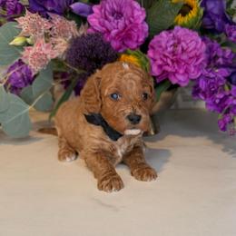 Darth Vader - Black - Red male Cavapoo puppy in South Jordan, Utah from Simply Sweet Paws. LLC