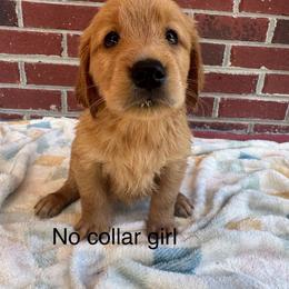 No collar girl - Golden female Golden Retriever puppy in Buchanan, Georgia from Morgan’s Heart of Gold Retrievers