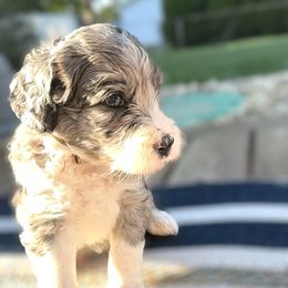 Bernedoodle and Goldendoodle Puppies from Doodling Around Indiana Poodles & Doodles