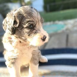 Bernedoodle and Goldendoodle Puppies from Doodling Around Indiana Poodles & Doodles