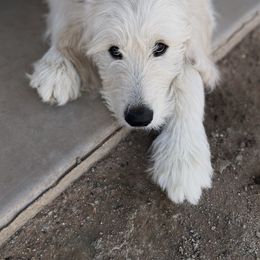 Aussiedoodle, Goldendoodle, and Poodle All Grown Up from Out West Doodles