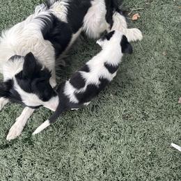 Boy 2 - Black and white male Border Collie puppy in Temecula, California from Joni Gibson's Border Collies