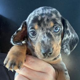 Congo Boy 1 - Dapple male Dachshund puppy in Bigfork, Minnesota from Dachshunds Up North