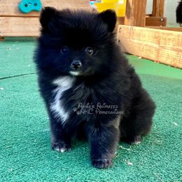 Pomeranian Puppies from Annie’s Animated AKC Pomeranians