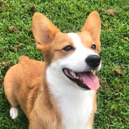 Earl - Pembroke Welsh Corgi