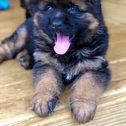 German Shepherd Puppies from Tabor Springs GSD