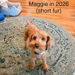 Maltipoo All Grown Up from Amanda Tsoi - Golden Maltipoo Pups