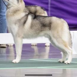 Siberian Husky All Grown Up from Twilights Kennel