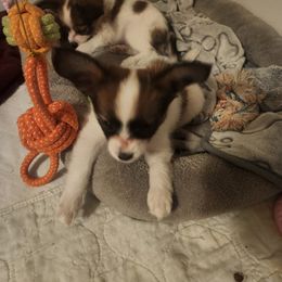 Papillon Puppies from Rene's Papillon