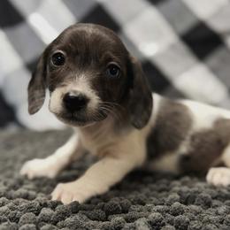 Boy 2 - male Dachshund puppy in Portsmouth, Ohio from Tygart Creek Dachshunds