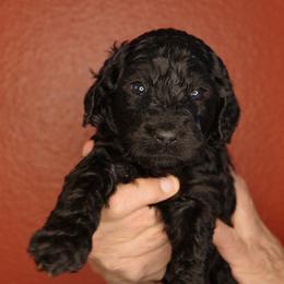 Lemon Bar (Yellow collar) - Black male Goldendoodle puppy in Seattle, Washington from Dream Lake Doodles