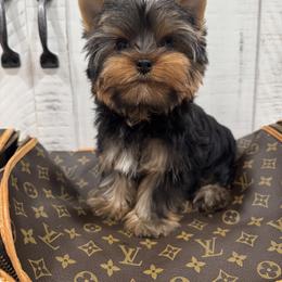 Biewer Terrier and Yorkshire Terrier Puppies from Coastal Yorkshire Terrier Yorkies & Biewer Terriers
