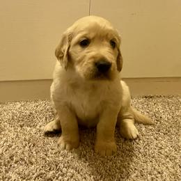 Golden Retriever Puppies from Prim's Golden Retrievers