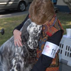 English Setters from Wyndswept English Setters