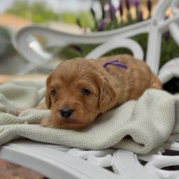 Francesca - Red female Cavapoo puppy in Arlington, Texas from Van Haselen Poodles and Doodles