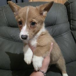 Male 1 - Blue male Pembroke Welsh Corgi puppy in Unicoi, Tennessee from East Tennessee Clark Corgis