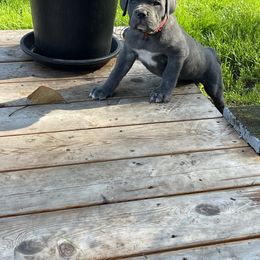 Cane Corso Puppies from Knights of Valor Cane Corso Kennel