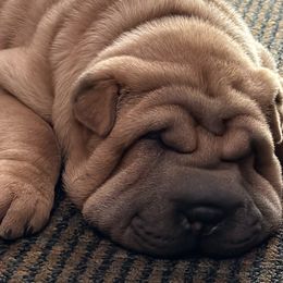 Chinese Shar-Pei from PeibyBears