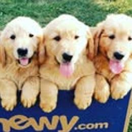 Goldendoodles from Milligan Valley Goldens & Doodles