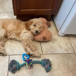 Aussiedoodle and Goldendoodle Puppies from Illinois Countryside Doodles