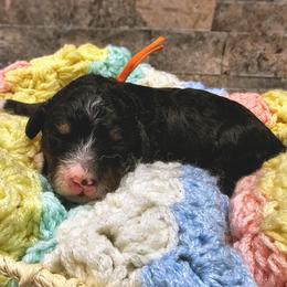 Glacier - Phantom male Bernedoodle puppy in Forest, Ohio from Mini Doodle Buddies