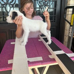 Boy 1 - Parson Russell Terrier puppy from SouthFork Ranch