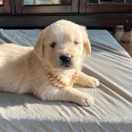 "Pearl 5 weeks" Golden Retriever Puppies from Cream of the Crop Kennel