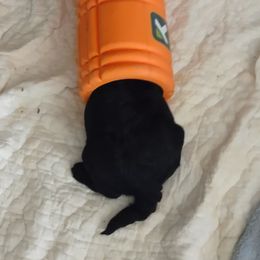 Goldendoodle Puppies from Bee At Ease Farm & Kennel