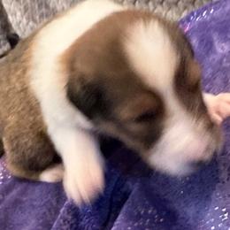 Boy 3 - Scottish Collie puppy in Rapid City, South Dakota from Sundance Scottish-Colleys