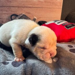 Janis - White female Bulldog puppy in Grand Island, New York from Buckletucky Farm