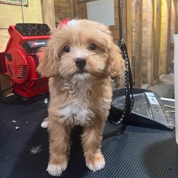 Loretta - Apricot female Aussiedoodle puppy in Hickory Grove, South Carolina from Oopsie Doodles