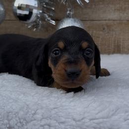 Abby - Black and tan female Dachshund puppy in Desloge, Missouri from Snows Doxies