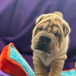 Turk - Red fawn male Chinese Shar-Pei puppy in China, Michigan from Blackwitch Farms