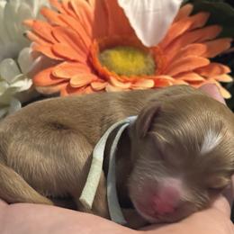 Cavapoo Puppies from Honey & Lemon Royalty