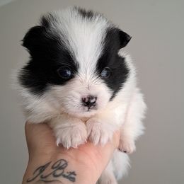 Cotton Ball - Black parti Pomeranian puppy in Racine, Wisconsin from Wisco Poms