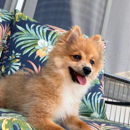 Jasper - Orange sable male Pomeranian puppy in Ocala, Florida from Roxy's Pomeranian Puppies