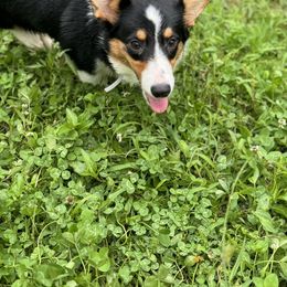 Celie - American Corgi
