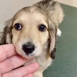 Dachshund Puppies from Meadow Ridge Dachshunds