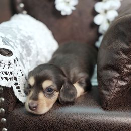 IRIS - AKC Chocolate Cream - Chocolate and cream female Dachshund puppy in Graceville, Florida from Misty's 101 Doxies