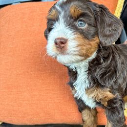 Claire - Bernedoodle puppy in Florence, South Carolina from Candy Doodles