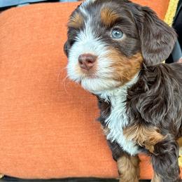 Claire - Bernedoodle puppy in Florence, South Carolina from Candy Doodles