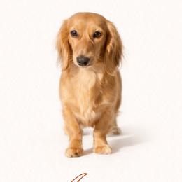 Autumn - Dachshund