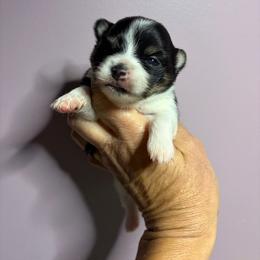 Sugar - Black and tan parti female Pomeranian puppy in Franklin, North Carolina from A&J Cutie Pawtooties