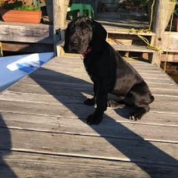 Great Dane Puppies from Sterling Danes