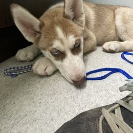 Bingo - Siberian Husky puppy in Edinburg, Virginia from Mountain River Huskies