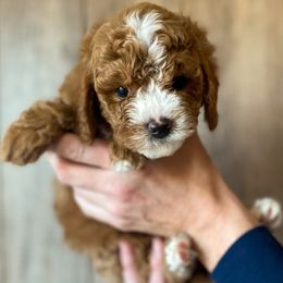 Cavapoo and Goldendoodle Puppies from A2Z Doodles