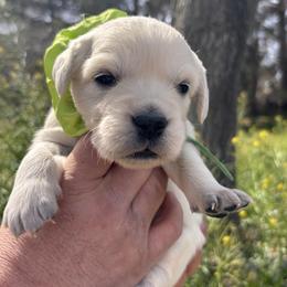 Green boy - Light golden male Golden Retriever puppy in Pahrump, Nevada from Southern Nevada Goldens
